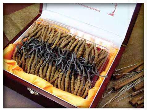 云县冬虫夏草回收